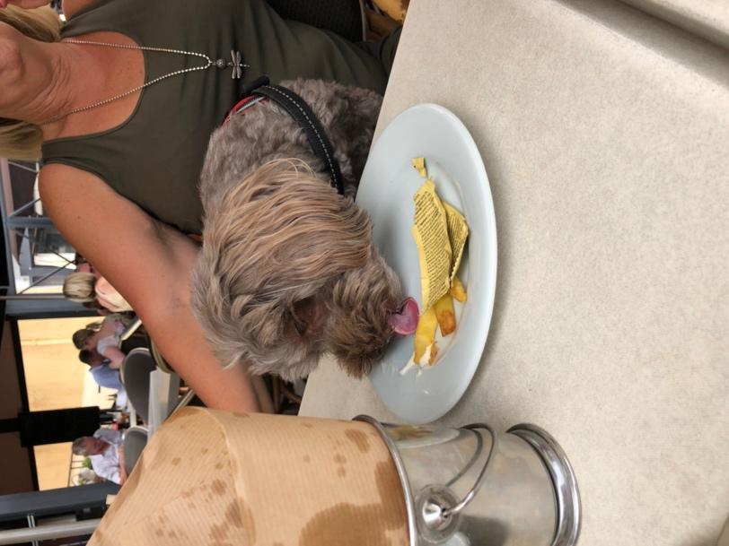 A dog licking a plate of food

Description automatically generated