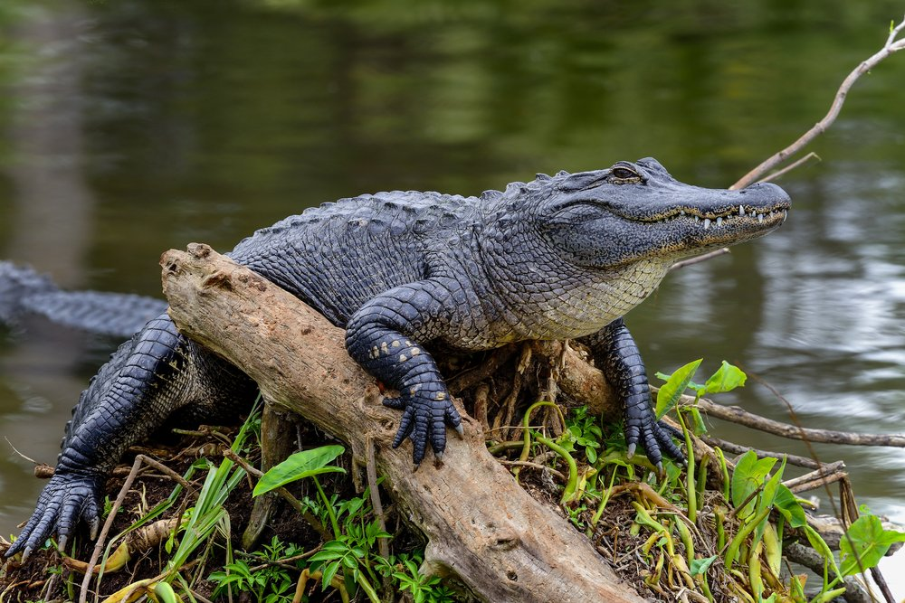 5 Nocturnal Creatures You Can Only Find in Louisiana’s Swamps