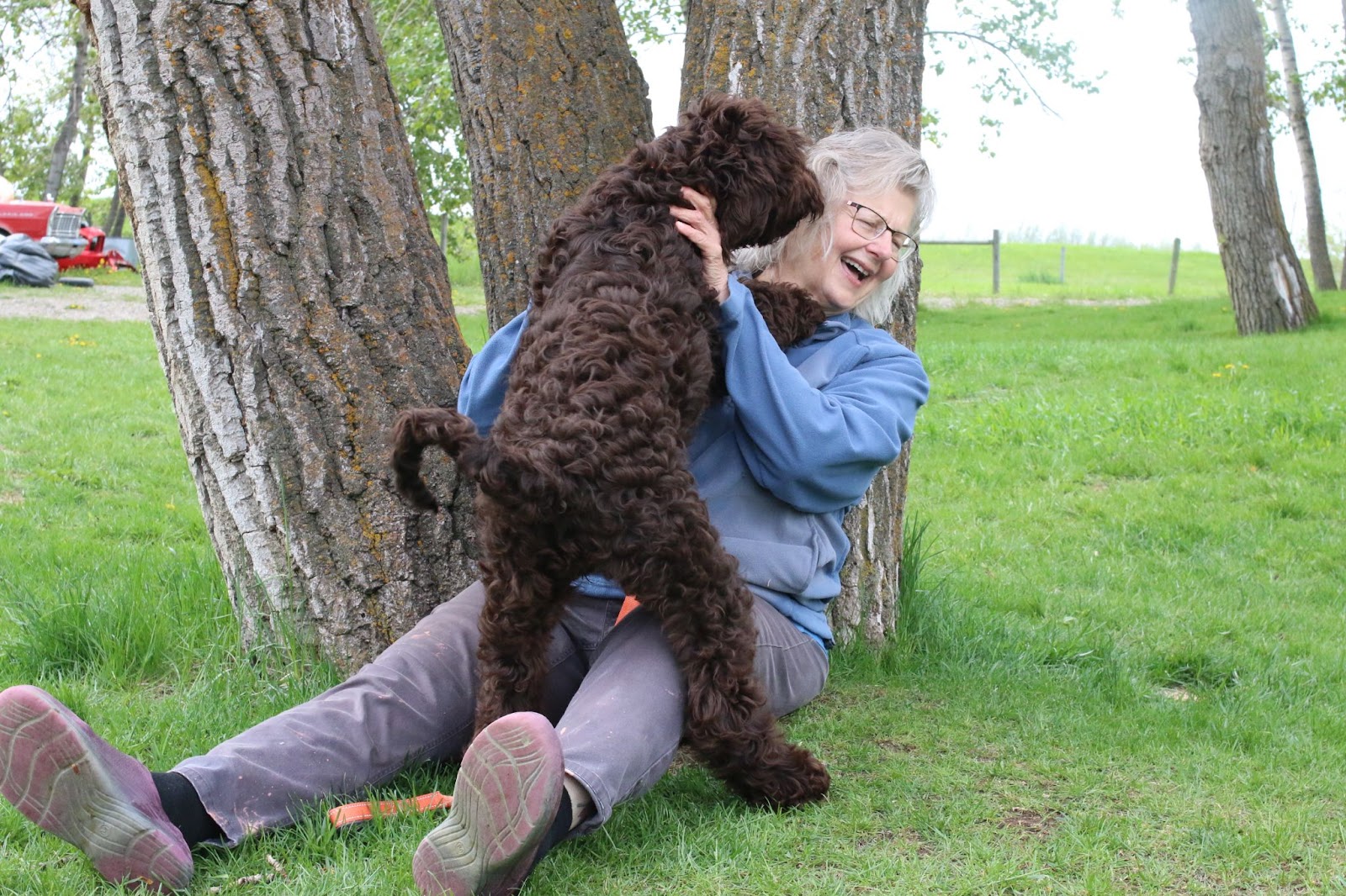 Sweet chocolate Australian Labradoodle puppy licking a woman's face and the woman is laughing