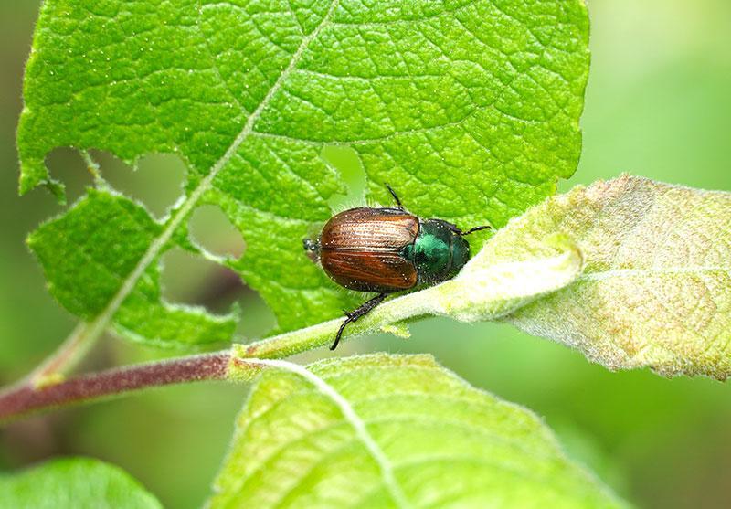 Why June Bugs Should Be Eradicated from the Garden