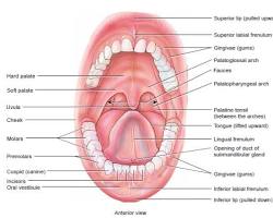 Image of Fisiologi gigi dan mulut