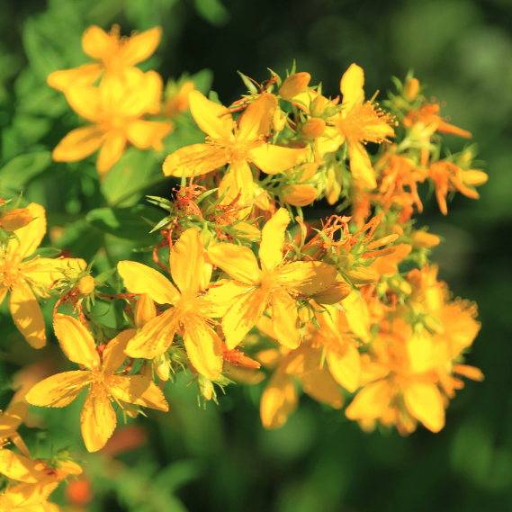 St. JOhn's Wort