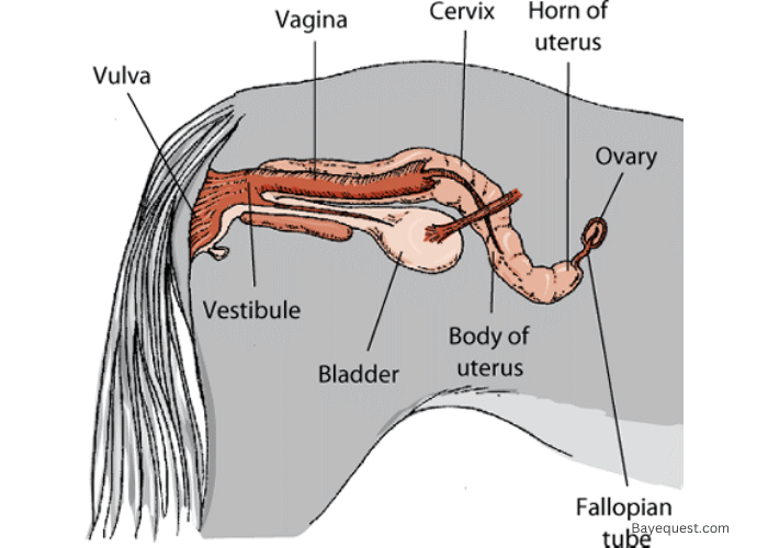 Mares' Reproductive System