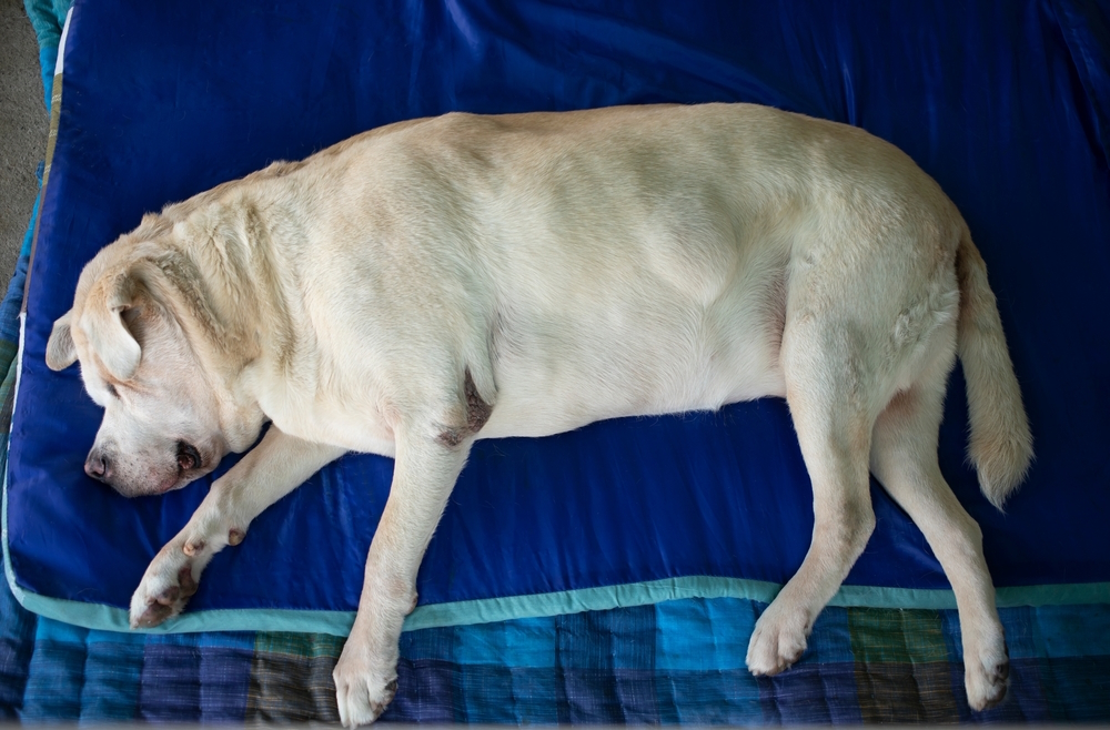 Labrador-perro-enfermo-con-cáncer-lipoma-en-vientre