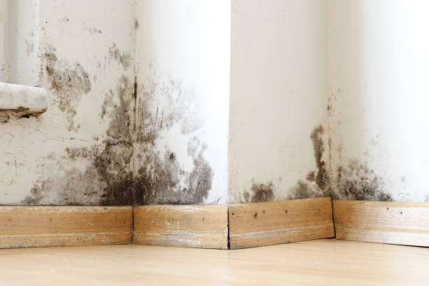 black mold vs mildew