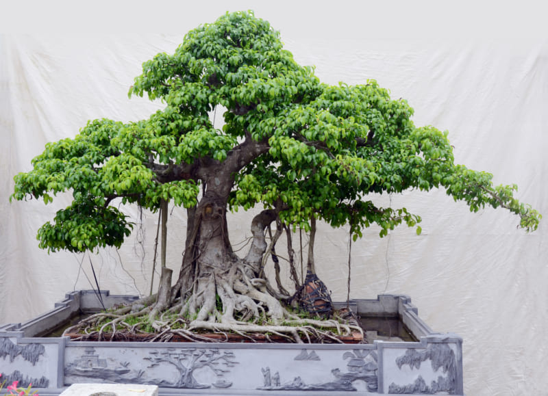 Cây Si Bonsai