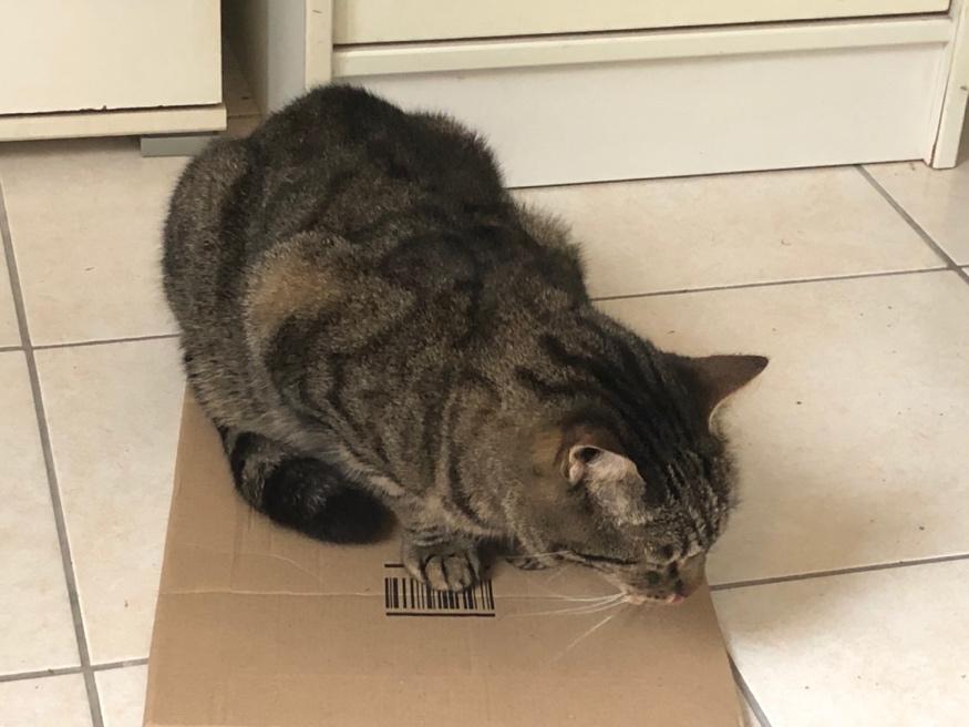 A cat sitting on a cardboard box

Description automatically generated