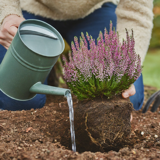 Planting Your Heath for Long-Lasting Beauty