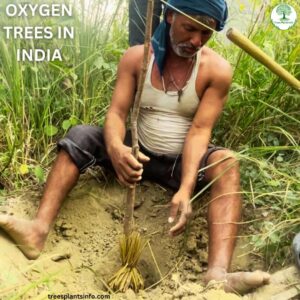 oxygen trees in india