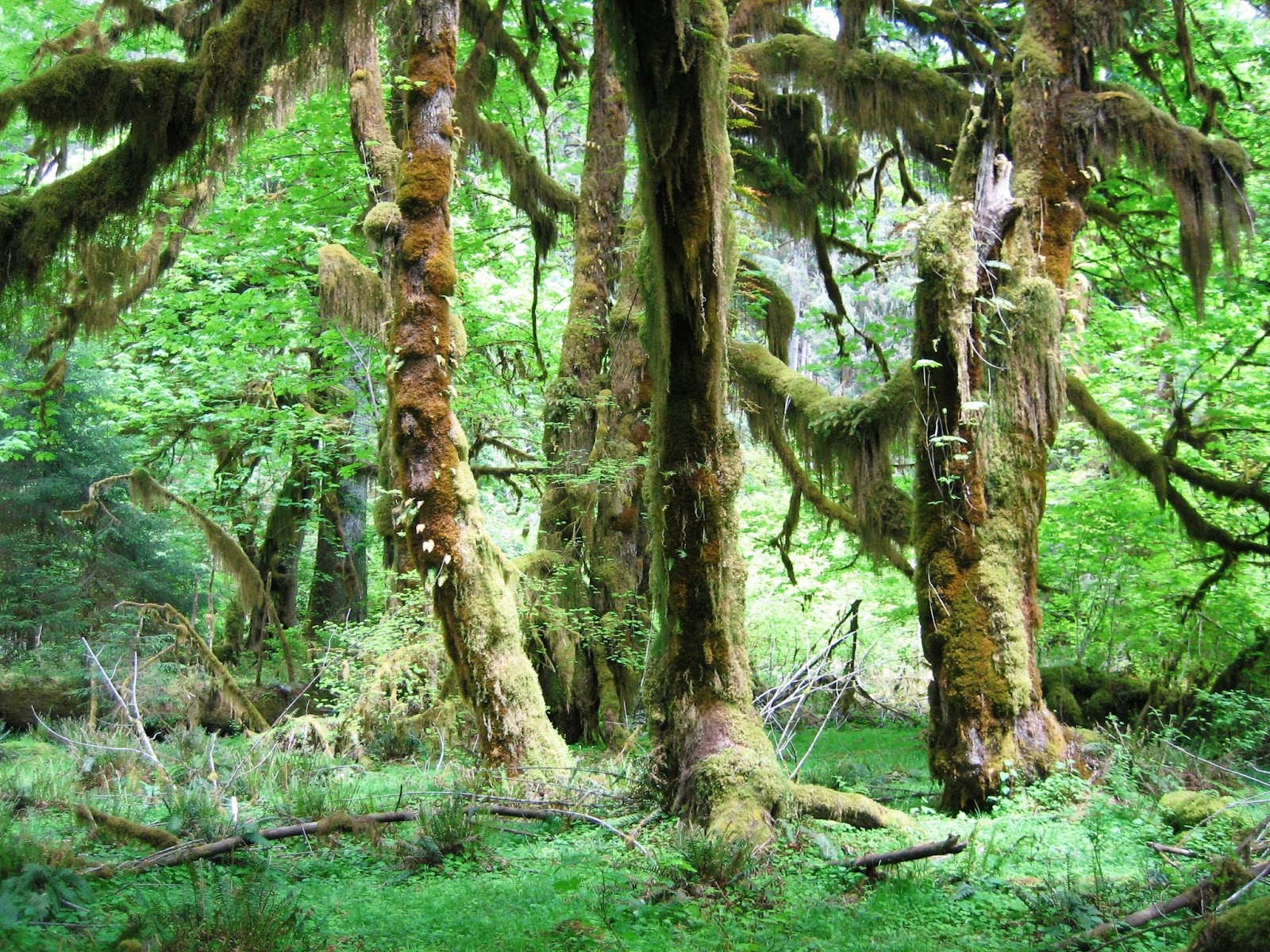 Lush tress and vibrant greenery in the Hoh Rainforest, showcasing the dense and large trees.