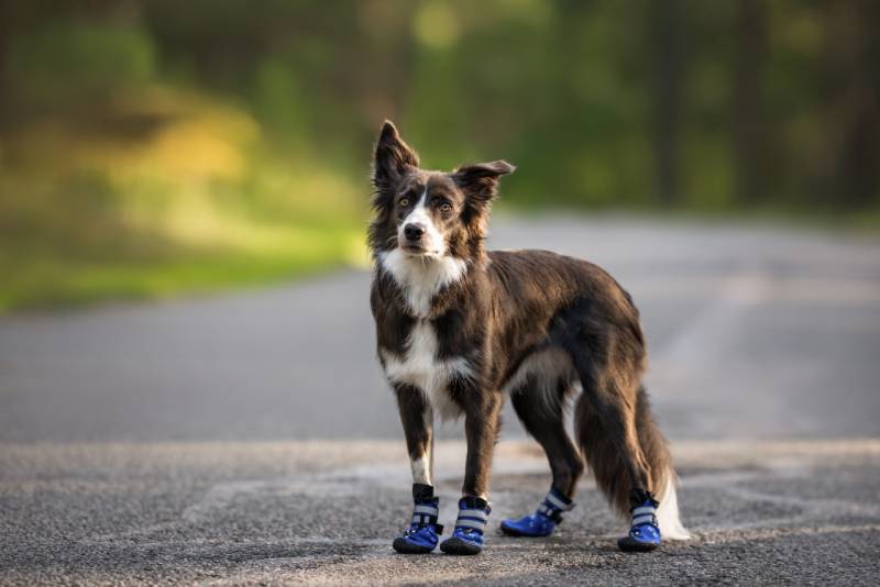 perro border collie gris de pie al aire libre con botas azules