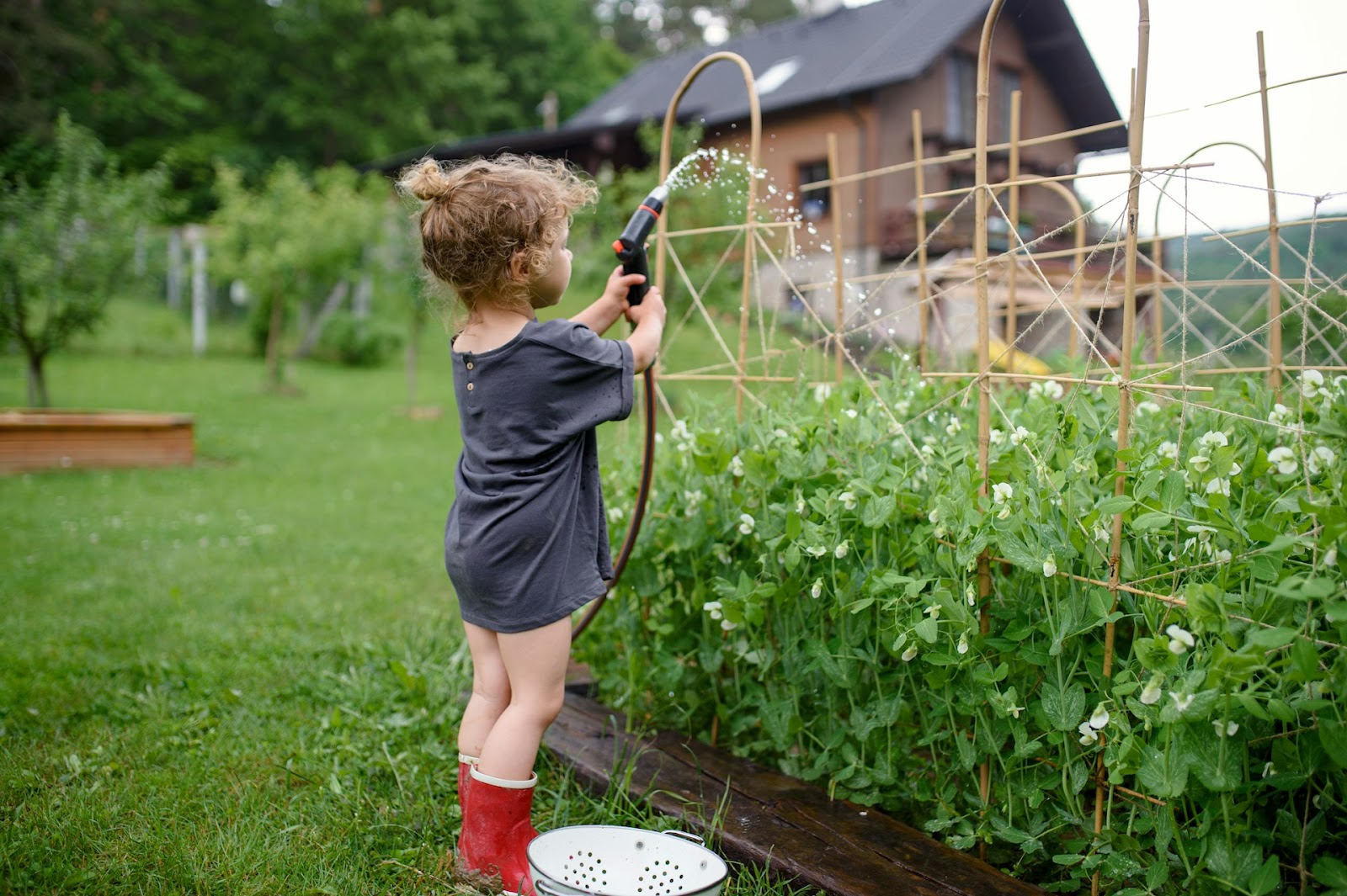 Avantajele dar și dificultățile cultivării propriilor legume