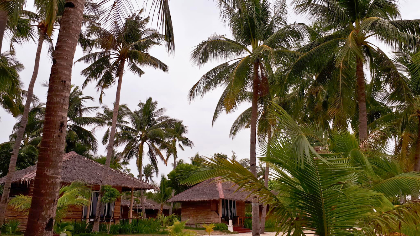 Beach huts surrounded by towering coconut trees in Bantayan Island, Philippines.