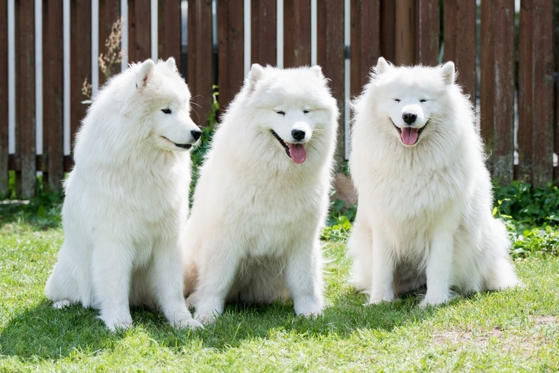 perros samoyedos sentados en la hierba