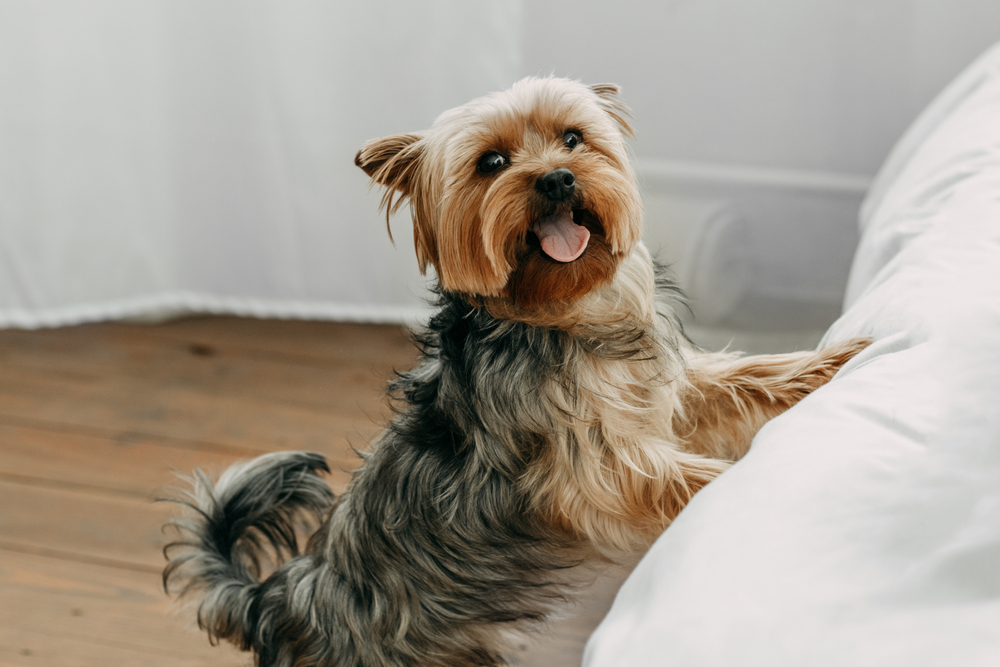 travieso perrito yorkshire terrier salta a la cama con la lengua fuera y mira a la cámara