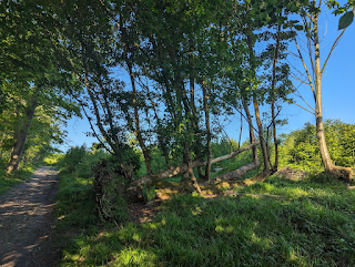 lush green woodland with blue sky in spring