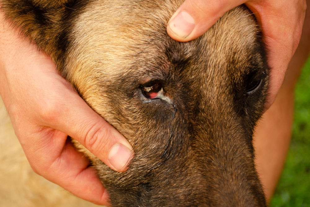 Conjuntivitis del ojo de perro con secreción blanca