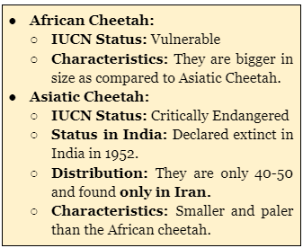 Survival Chances of Cheetah in India |