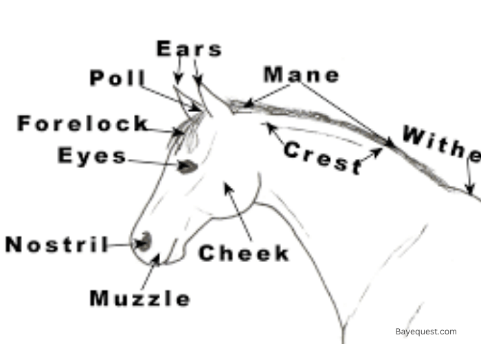 Horse Head Anatomy