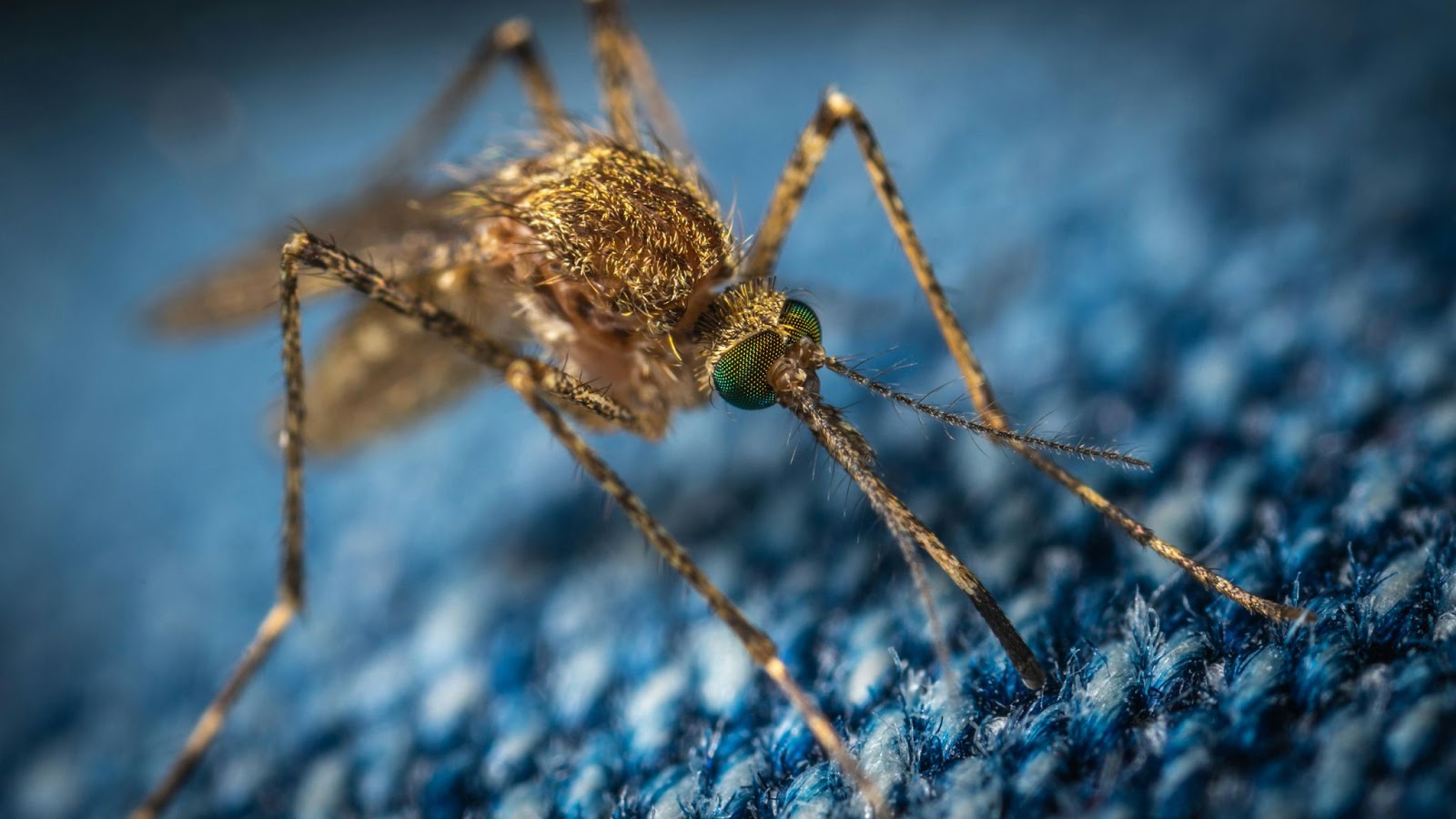 Macro close-up of a brown mosquito on a blue fabric background.