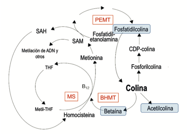 A diagram of a complex of different types of cells

Description automatically generated with medium confidence