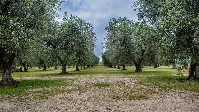 Casino Doxi Stracca is a private Puglia retreat wrapped in olive groves ...