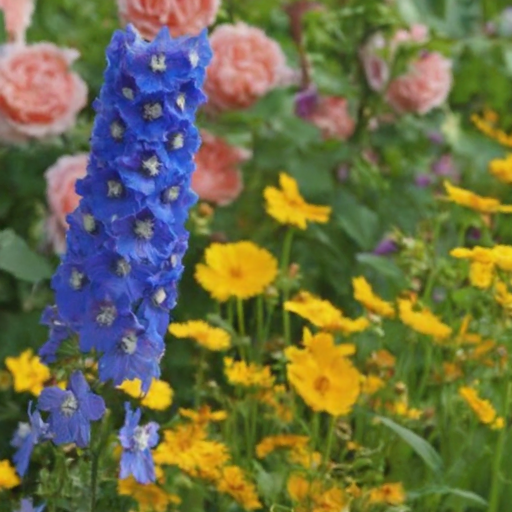 7 Foolproof Steps to Stunning Larkspur Blooms in Your Garden