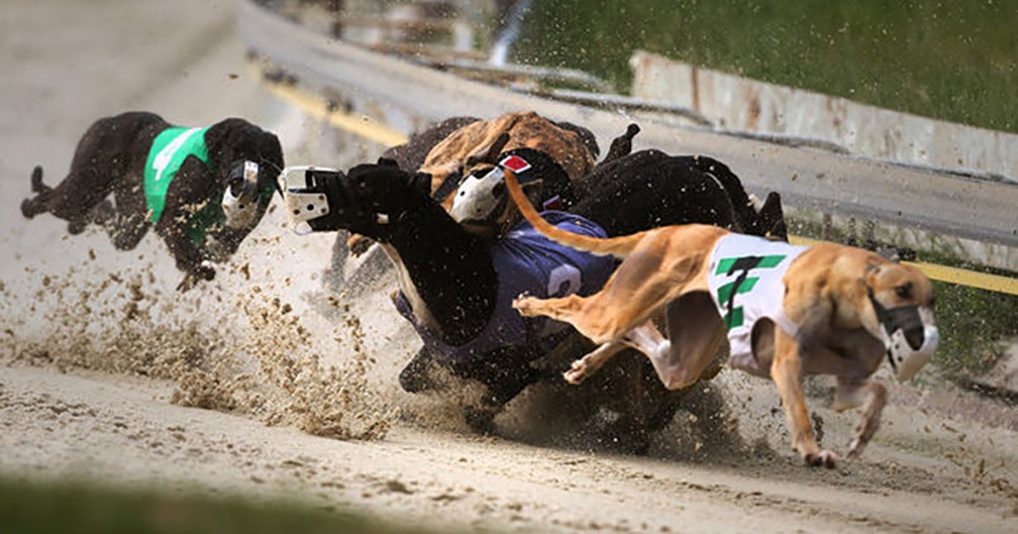 Greyhound Racing