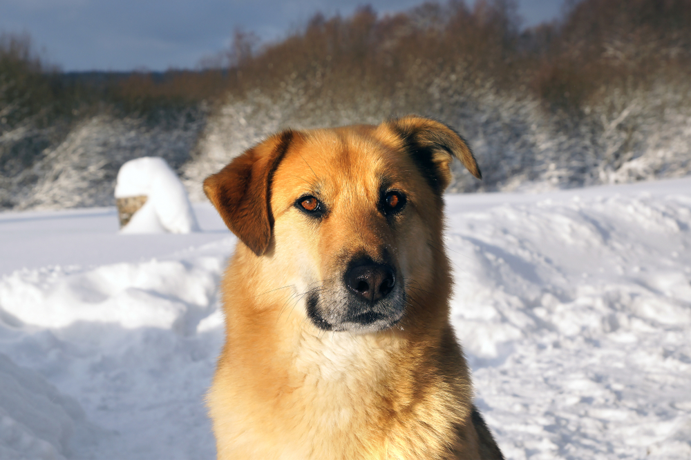 perro chinook en la nieve