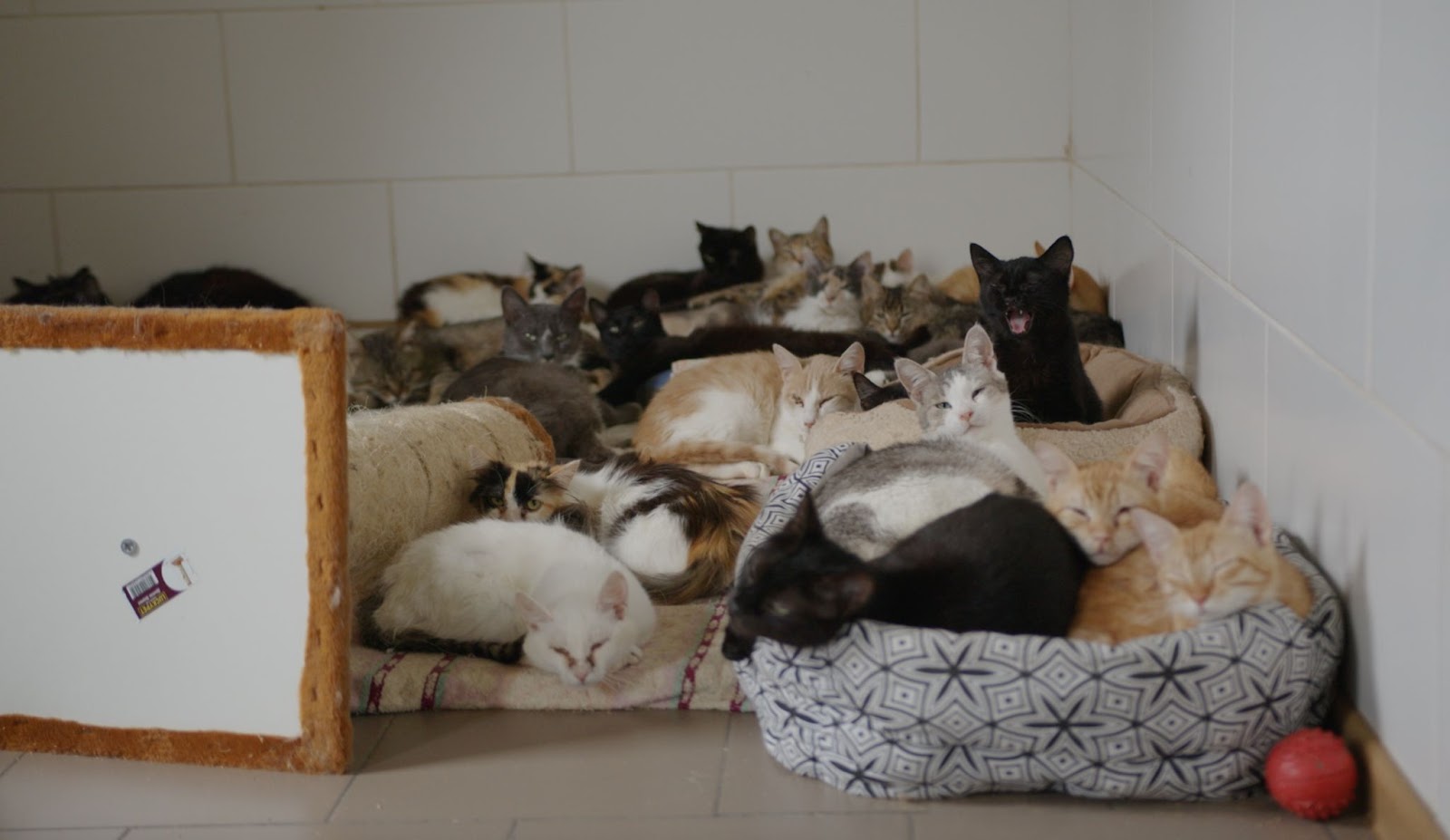 Коти лежать на своїх лежанках у притулку для тварин