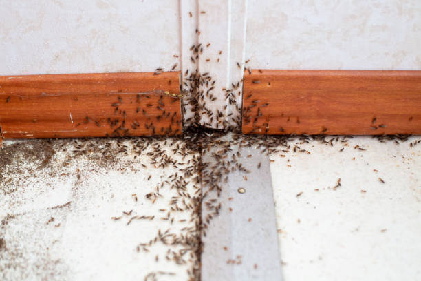 Effective solutions for ant infestation by Green Machine Pest Control, ensuring a pest-free home.