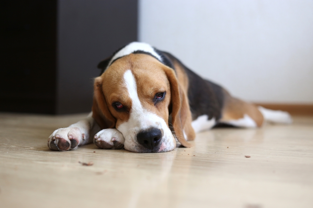 perro-beagle-enfermo-acostado-en-el-suelo