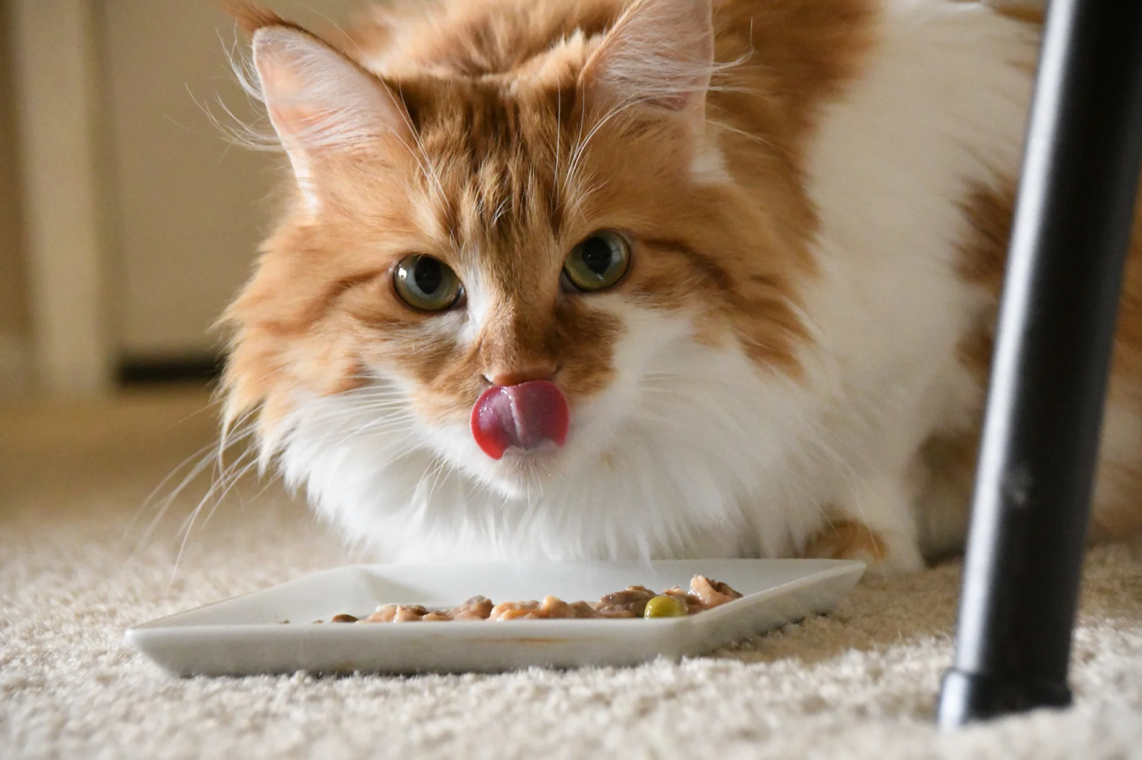 Cat eating from a bowl with mixed old and new food