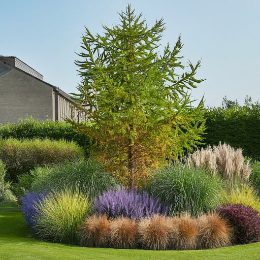 Larch in the Landscape: A Touch of Majesty