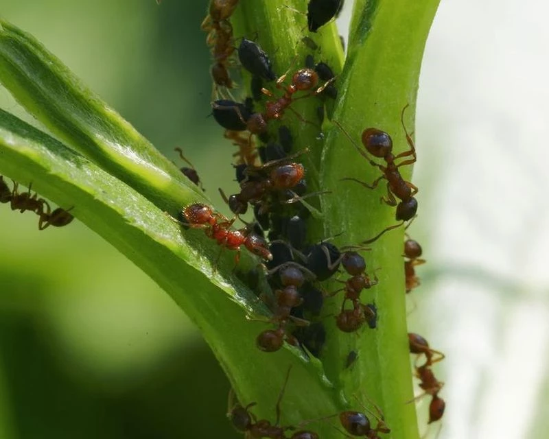 Ants Attacking Plants