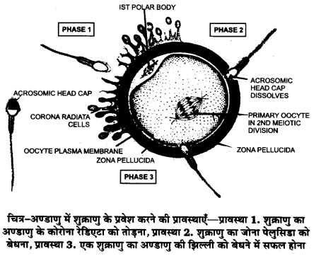 UP Board Solutions for Class 12 Biology Chapter 3 Human Reproduction 2Q.1.1