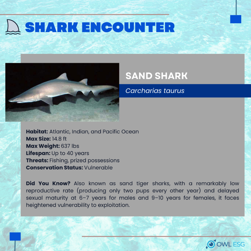 A shark on a screen

Description automatically generated