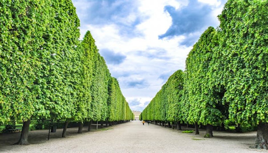 Trimmed Cedar Trees in Summer: Bright Days for Trimming