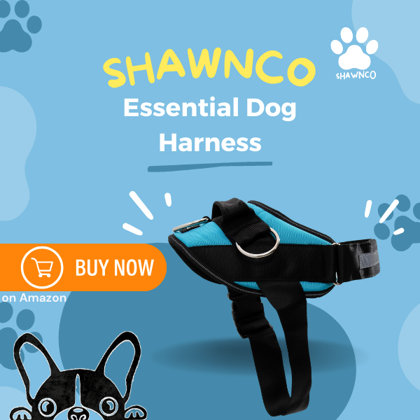 Best No Tug Dog Harness: Why You Need One