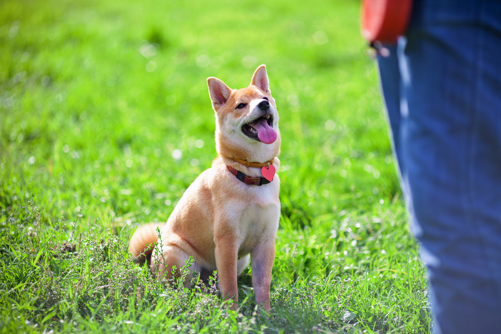 perro shiba inu en entrenamiento de obediencia