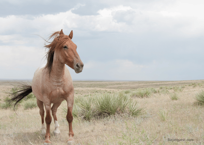 Mustang