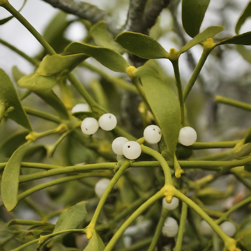 7 Unconventional Secrets to Growing Enchanting Mistletoe (Even Without a Thumb!)