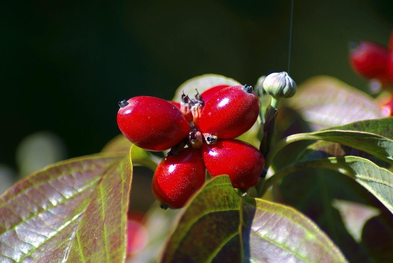 Ягоды Кизила, Кизил, Cornaceae, Завод