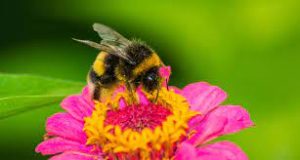 How to work apiculture and honey bee life