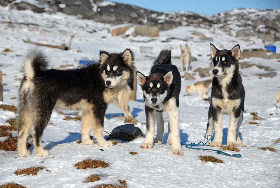 perros de Groenlandia