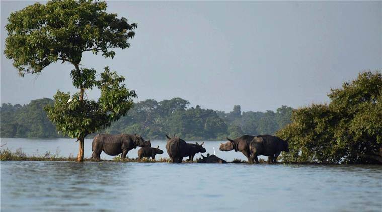 Kaziranga National Park, Assam