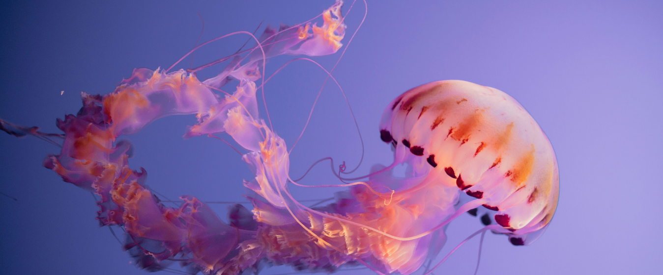 A jellyfish swimming in waterDescription automatically generated