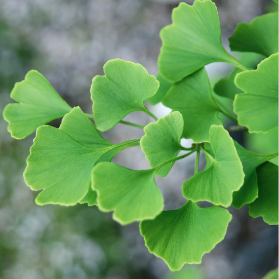 Ginkgo Tree Leaves