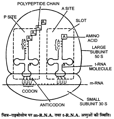 UP Board Solutions for Class 12 Biology Chapter 6 Molecular Basis of Inheritance Q.9