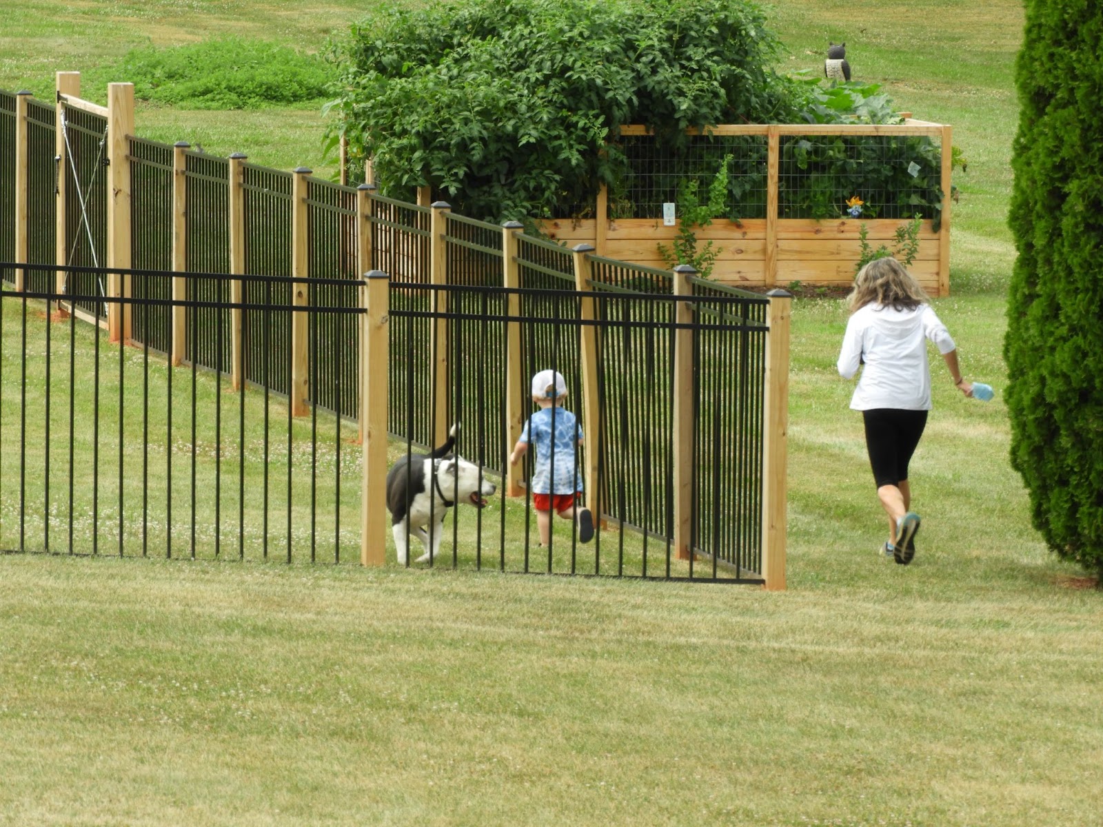 A boy and his dog are playing in the backyard, surrounded by iron fences, while mom watches them.